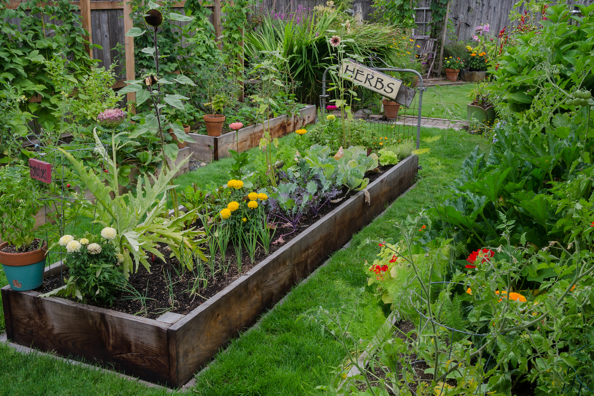 vegetable garden