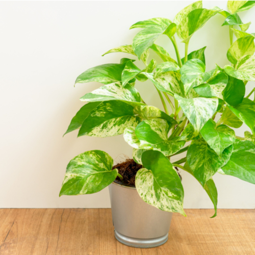 <strong>5. Pothos Plant</strong> <em>Epipremnum Aureum</em>