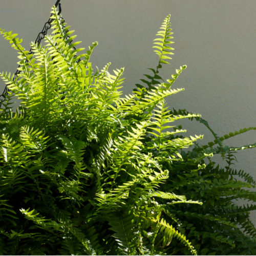 <strong>9. Boston Fern </strong><em>Nephrolepis Exaltata</em>