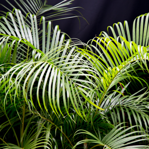 <strong>7. Areca Palms </strong><em>Dypsis Lutescens</em>