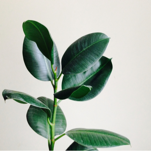 <strong>6. Rubber Plants </strong><em>Ficus Elastica</em>