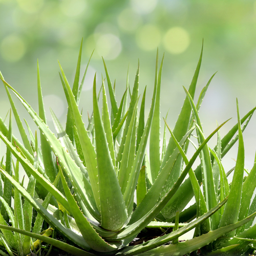 <strong>4. Aloe Vera </strong><em>Aloe Barbadensis Miller</em>