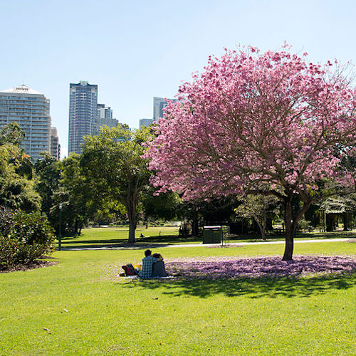Brisbane City Botanic Gardens 