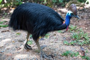 Cassowary. Image via Tourism and Events Queensland