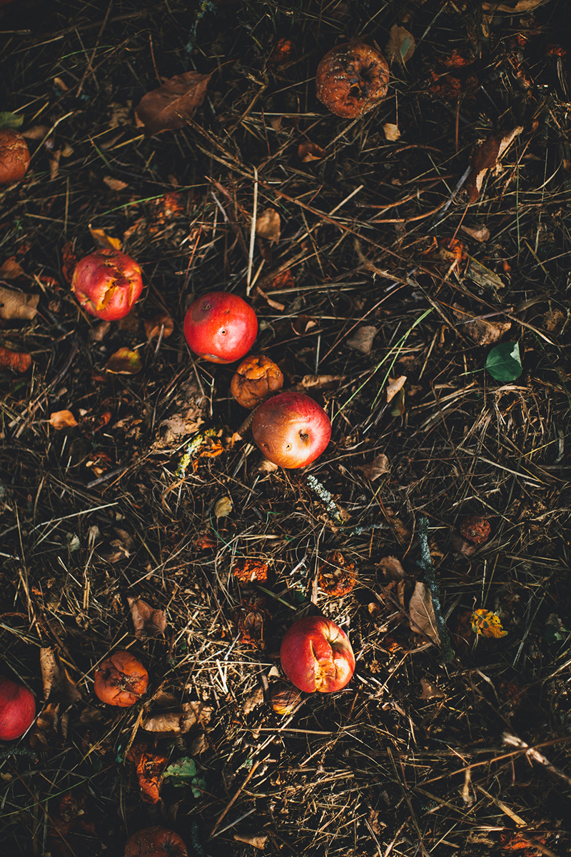 Composting fruit. Photographed by Markus Spiske. Image via Unsplash