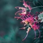 Grevillea. Photographed by April Pethybridge. Image via Unsplash