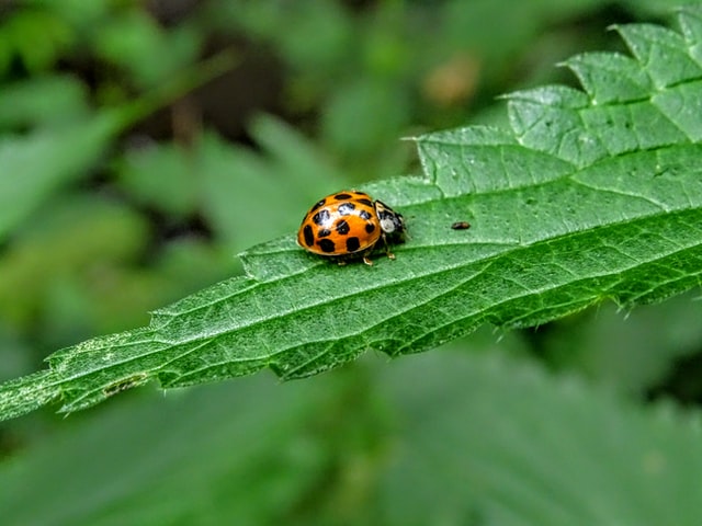 Ladybug on leaf. Photographed by Neringa Hunnefeld. Image via Unsplash