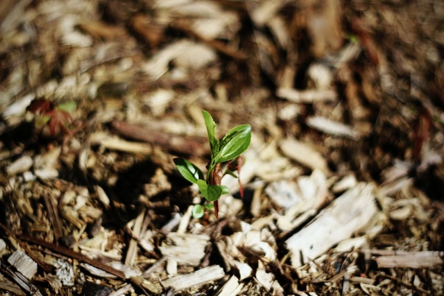 Seedling and mulch. Photographed by Maddy Baker. Image via Unsplash
