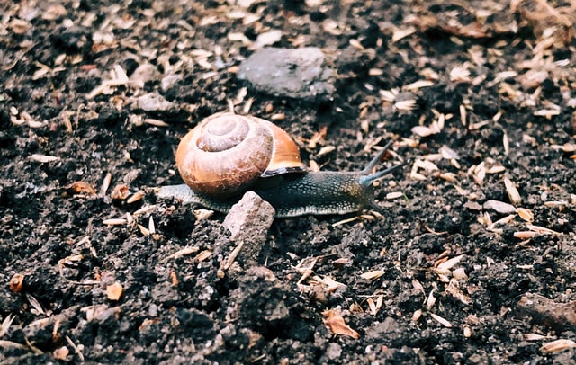 Snail in dirt. Photographed by Magnus Jonasson. Image via Unsplash