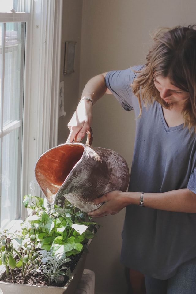 Watering indoor plants. Photographed by Cassidy Phillips. Image via Unsplash