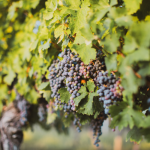 Grapes on vine. Image by Jonathan Farber via Unsplash.