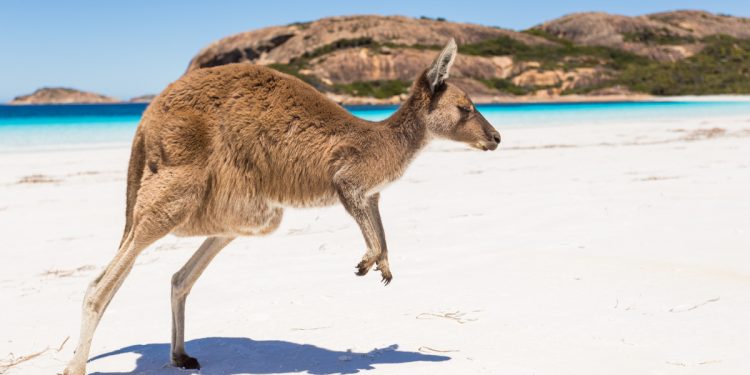 Kangaroo on Kangaroo Island South Australia. Photographed by Alberto Zornetta. Image via Shutterstock