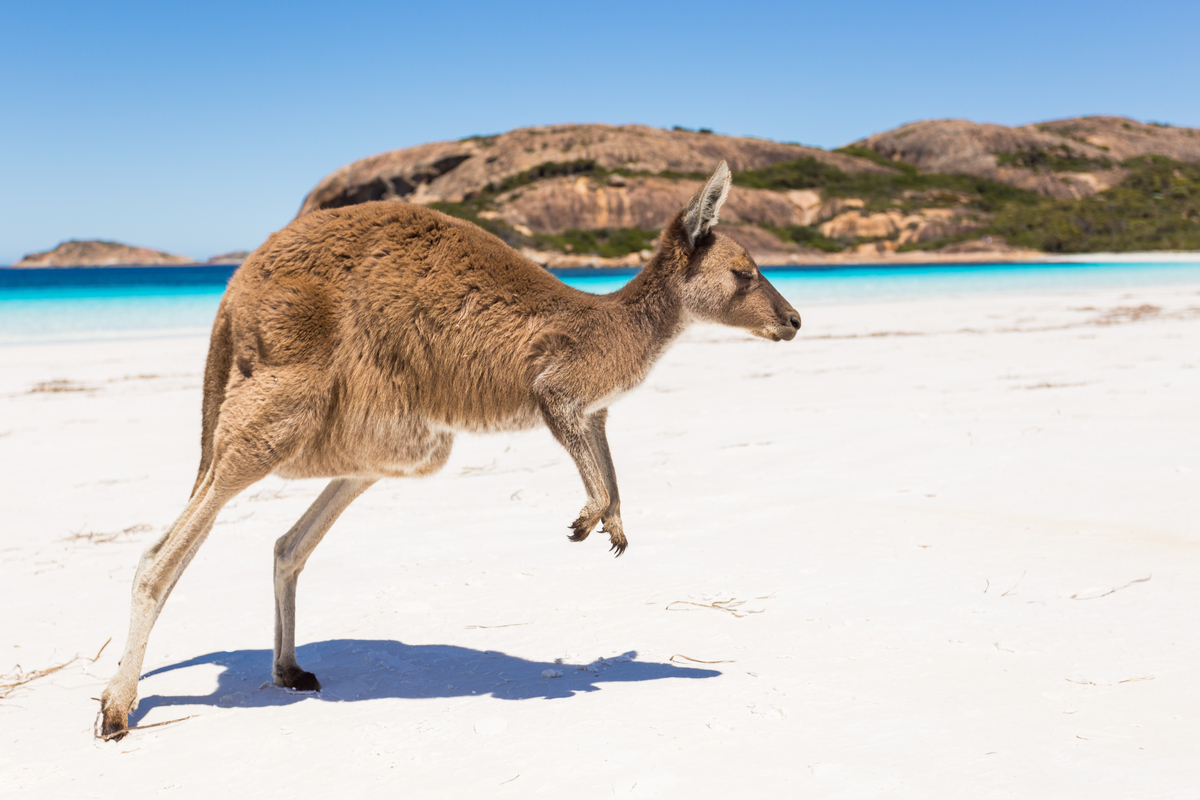 Kangaroo on Kangaroo Island South Australia. Photographed by Alberto Zornetta. Image via Shutterstock