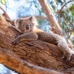 Koala on Kangaroo Island South Australia. Photographed by Simon Maddock. Image via Shutterstock
