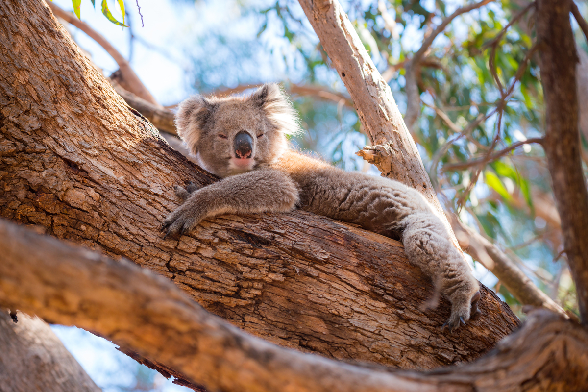 Koala on Kangaroo Island South Australia. Photographed by Simon Maddock. Image via Shutterstock