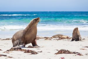 Seal on Kangaroo Island South Australia. Photographed by Rodrigo Lourezini. Image via Shutterstock