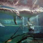 Crocosaurus Cove Darwin Northern Territory. Photographed by Shaana McNaught. Image via Tourism Northern Territory