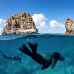 Man swimming with a seal during a snorkelling tour with Dive Jervis Bay. Image: Jordan Robins