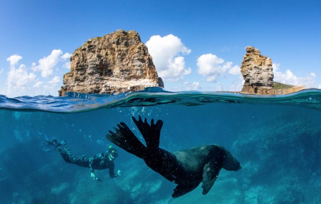 Man swimming with a seal during a snorkelling tour with Dive Jervis Bay. Image: Jordan Robins