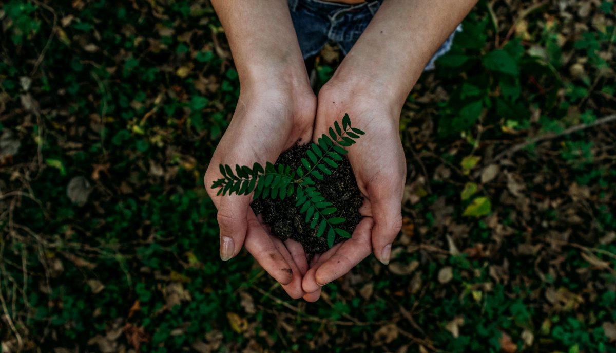 Holding plants and hands. Photographed by Noah Buscher. Image via Unsplash