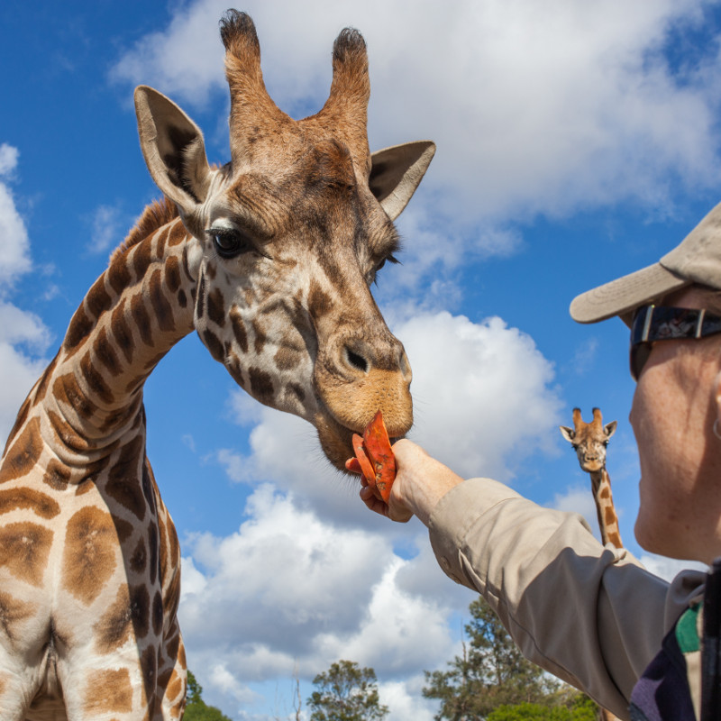 <strong>Overnight Zoo Safari</strong>