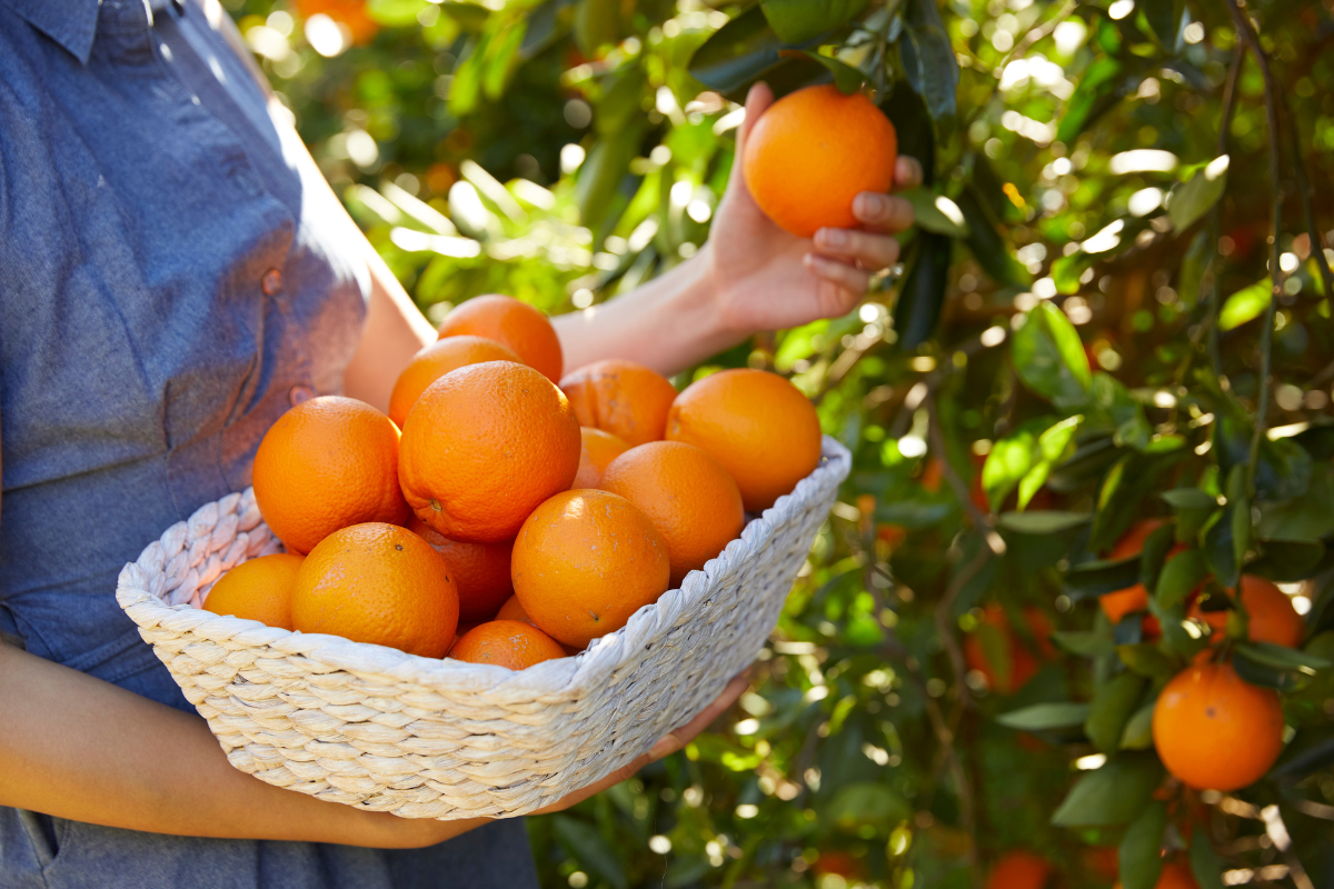 10 Best Fruit Picking Farms in Australia to Visit in 2023. Anderson Farm, New South Wales. Photographed by Robert Gray. Image via Destination NSW.