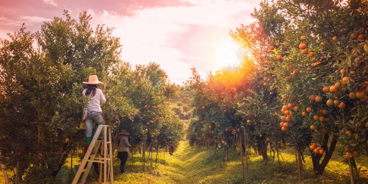Fruit picking orchard estate Australia. Photographed by Kukiat B. Image via Shutterstock