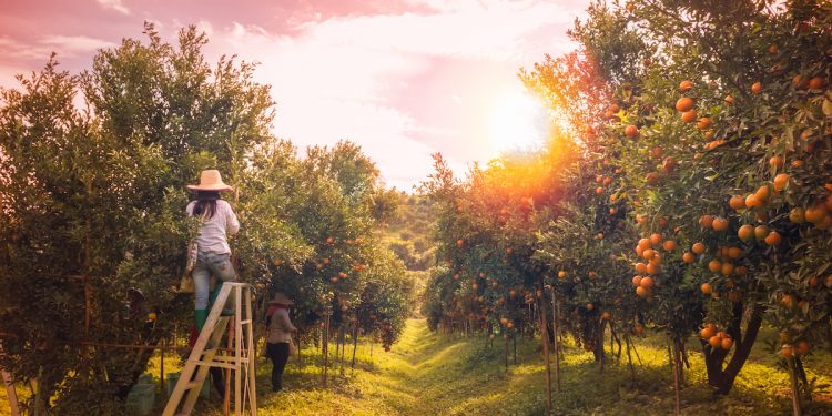 Fruit picking orchard estate Australia. Photographed by Kukiat B. Image via Shutterstock