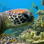 Hayman Island Turtle Queensland. Photographed by Dmitriy Komarov. Image via Shutterstock