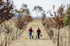 Owners Barbara and Richard Hill with their truffle hunting dogs searching for truffles at Macenmist Black Truffles and Wine, Bredbo. Image via Destination NSW.