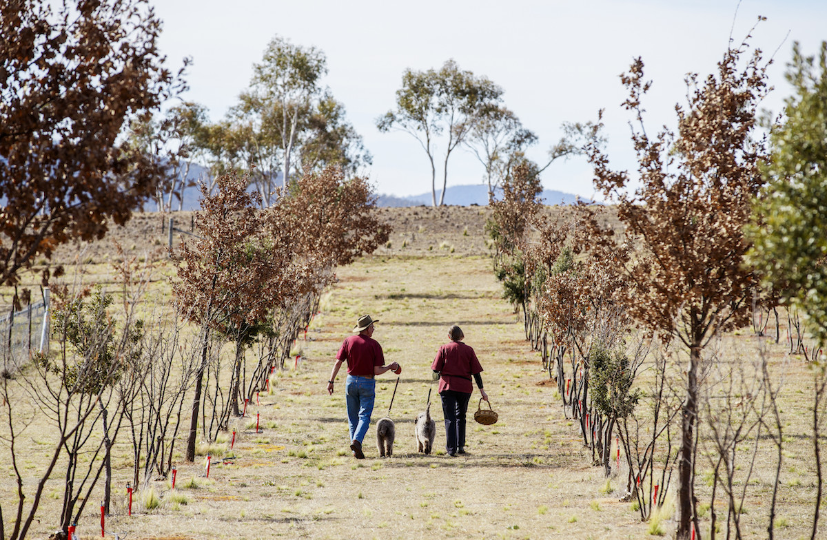 Owners Barbara and Richard Hill with their truffle hunting dogs searching for truffles at Macenmist Black Truffles and Wine, Bredbo. Image via Destination NSW.