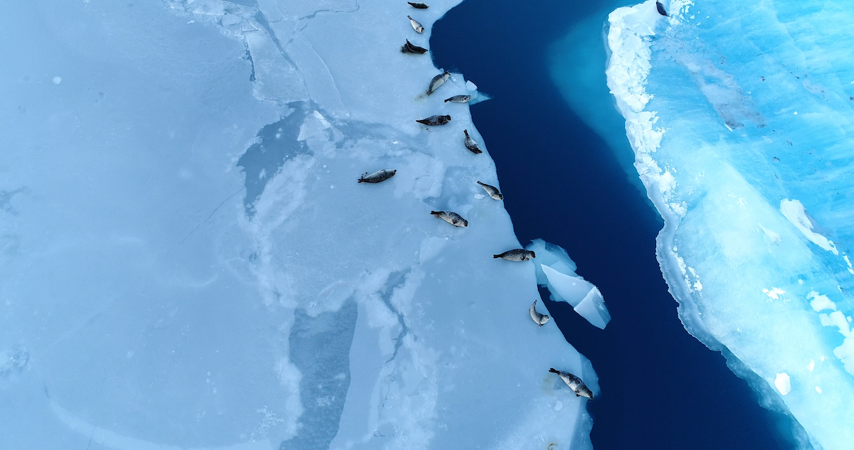 Seals on Ice Floe. Image by Fly and Dive via Shutterstock.