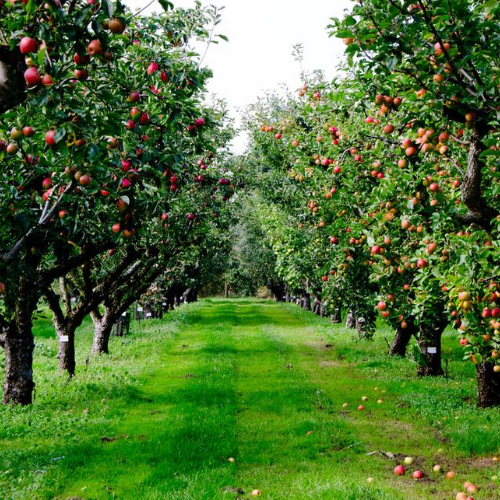 Harrisville Orchards 