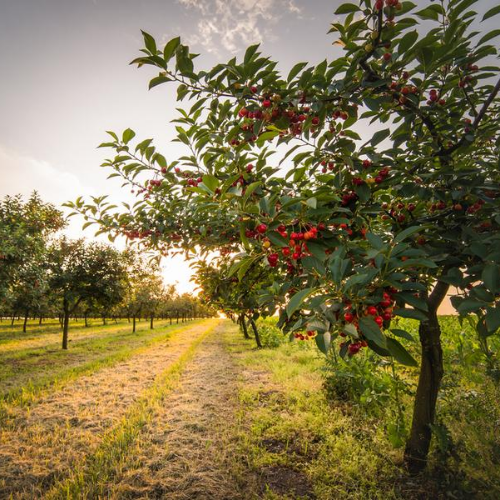 Cherryhill Orchards 