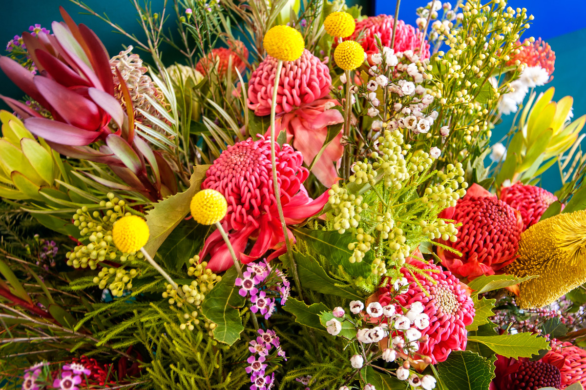 Australian Native Flowers. Photographed by Daniela Constantinescu. Sourced via Shutterstock