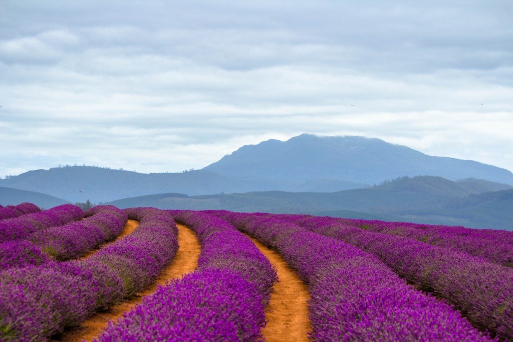 12 Enchanting Lavender Farms in Australia to Visit This Season Hunter and Bligh