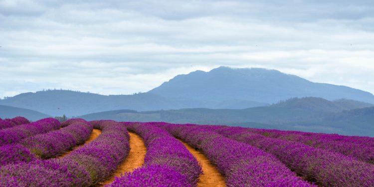 The 12 Best Lavender Farms to Visit in Australia – Hunter and Bligh