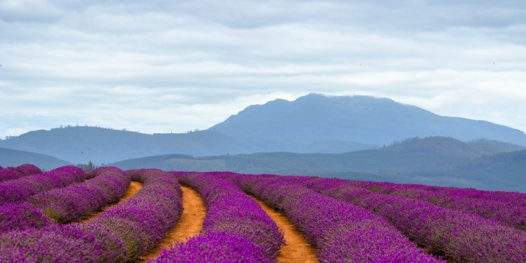 Bridestowe Lavender Estate Tasmania. Photographed by Liam Preece. Image via Shutterstock.