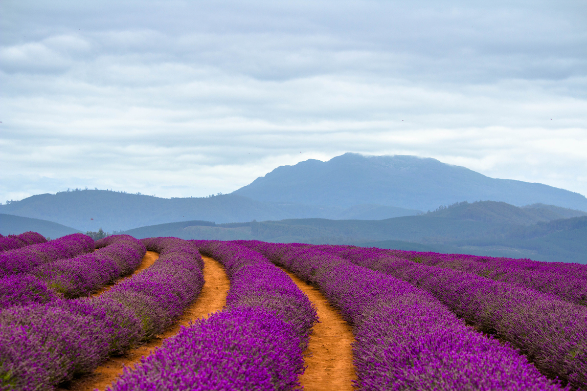 Bridestowe Lavender Estate Tasmania. Photographed by Liam Preece. Image via Shutterstock.