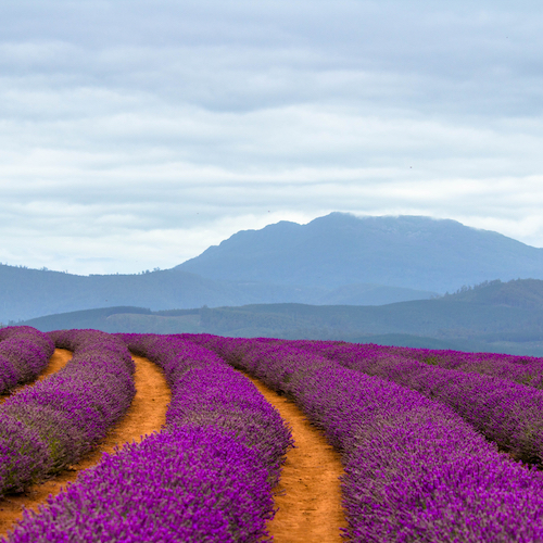 <strong>Bridestowe Lavender Estate</strong>