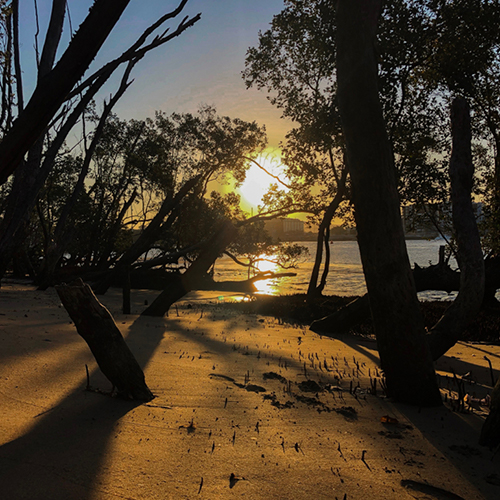 <strong>Bulimba</strong>