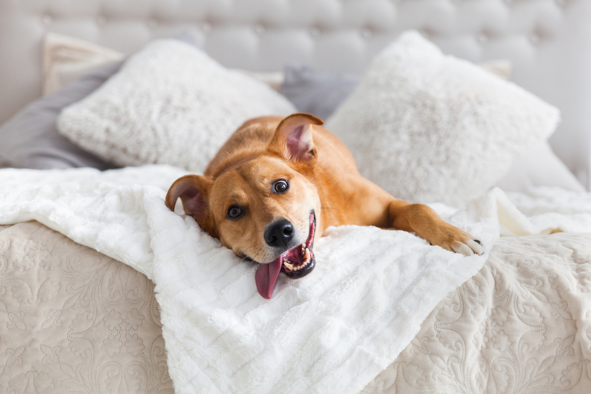 Dog in bed. Photographed by Prystai. Image via Shutterstock