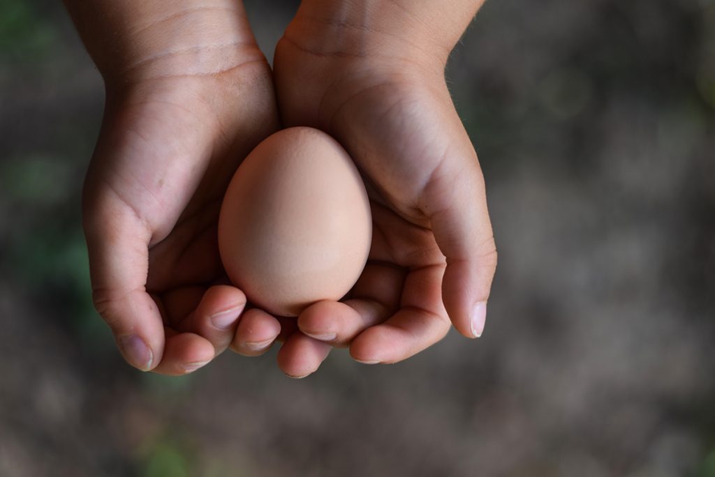 Child holding a chicken's egg. Image purchased.