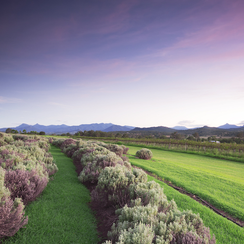 <strong>Kooroomba Vineyards and Lavender Farm</strong>