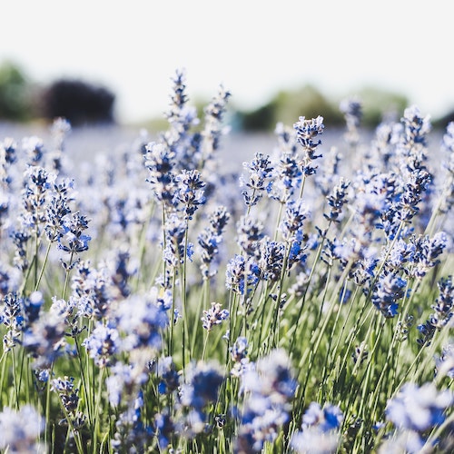 <strong>Herbicos Lavender Farm</strong>