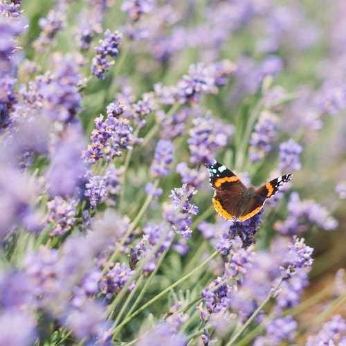 <strong>Nannup Lavender Farm</strong>