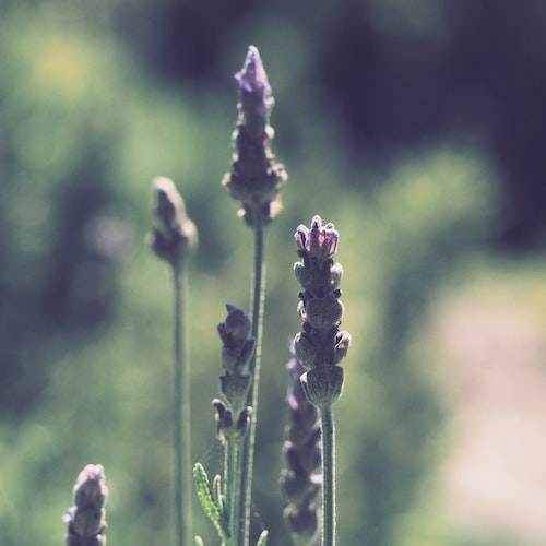 <strong>Crystal Brook Gardens and Lavender Farm</strong>