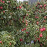 Orchard In Huon Valley, Tasmania. Sourced From Tourism Tasmania, Photographed By Chris Phelps.