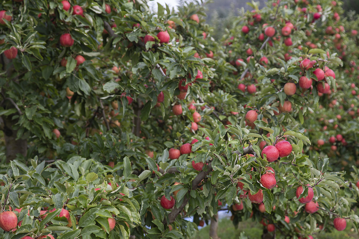 Orchard In Huon Valley, Tasmania. Sourced From Tourism Tasmania, Photographed By Chris Phelps.