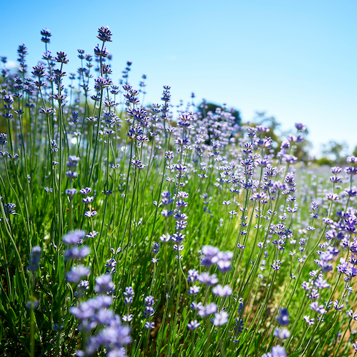 <strong>Warratina Lavender Farm</strong>